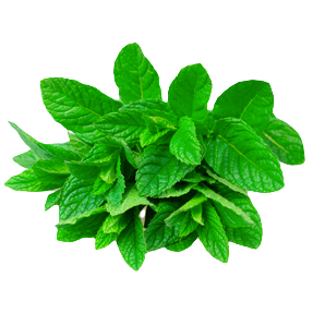 Hierbas_Menta