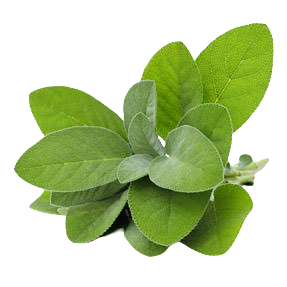 Hierbas_Salvia